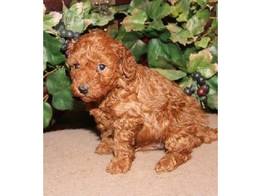 PoulaTo: Κουτάβι Poodle παιχνιδιών